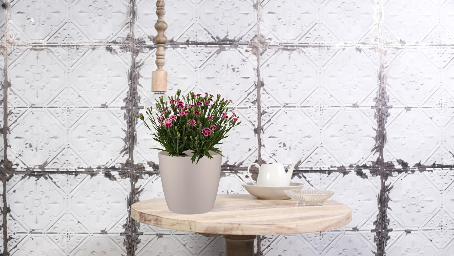Dianthus Pink Kisses – Pflegeleichte Gartenpflanze Ø17 cm