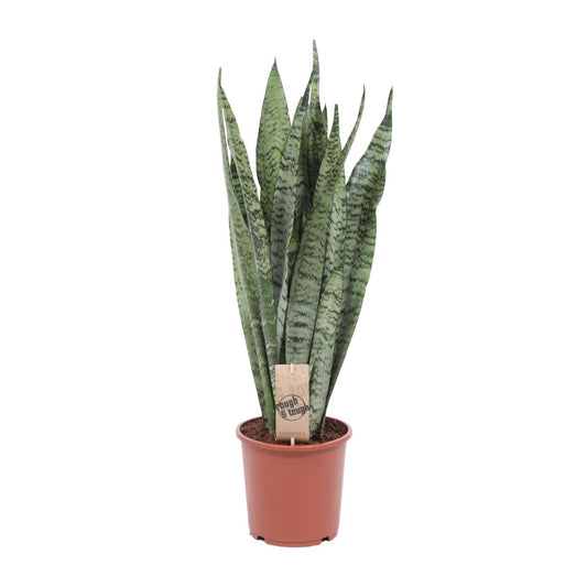 Bogenhanf Zeylanica – 70 cm pflegeleichte Zimmerpflanze