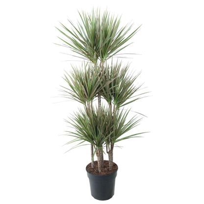 Dracaena Bicolor Carrousel – 150 cm, ø31 cm
