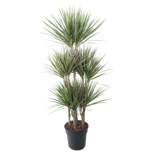 Dracaena Bicolor Carrousel – 150 cm, ø31 cm