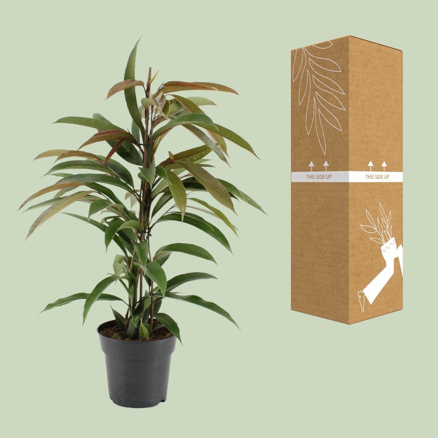 Ficus Binnendijkii Amstel King – Pflegeleichte Zimmerpflanze Ø17cm