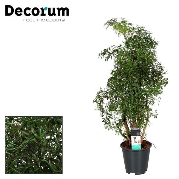 Polyscias Hawaiiana Ming – Pflegeleichte Zimmerpflanze Ø17cm