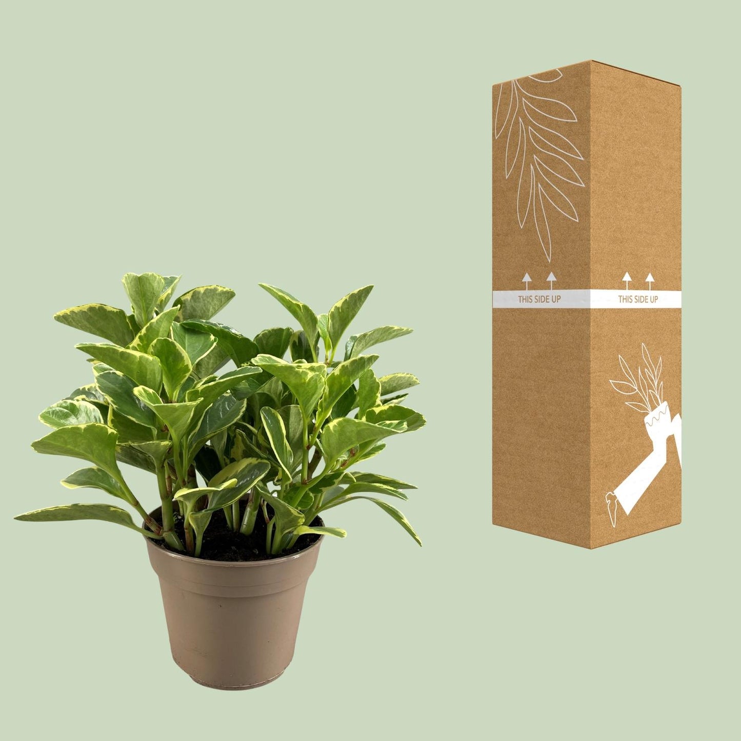 Peperomia Obtusifolia Variegata – Pflegeleichte Trendpflanze Ø15cm