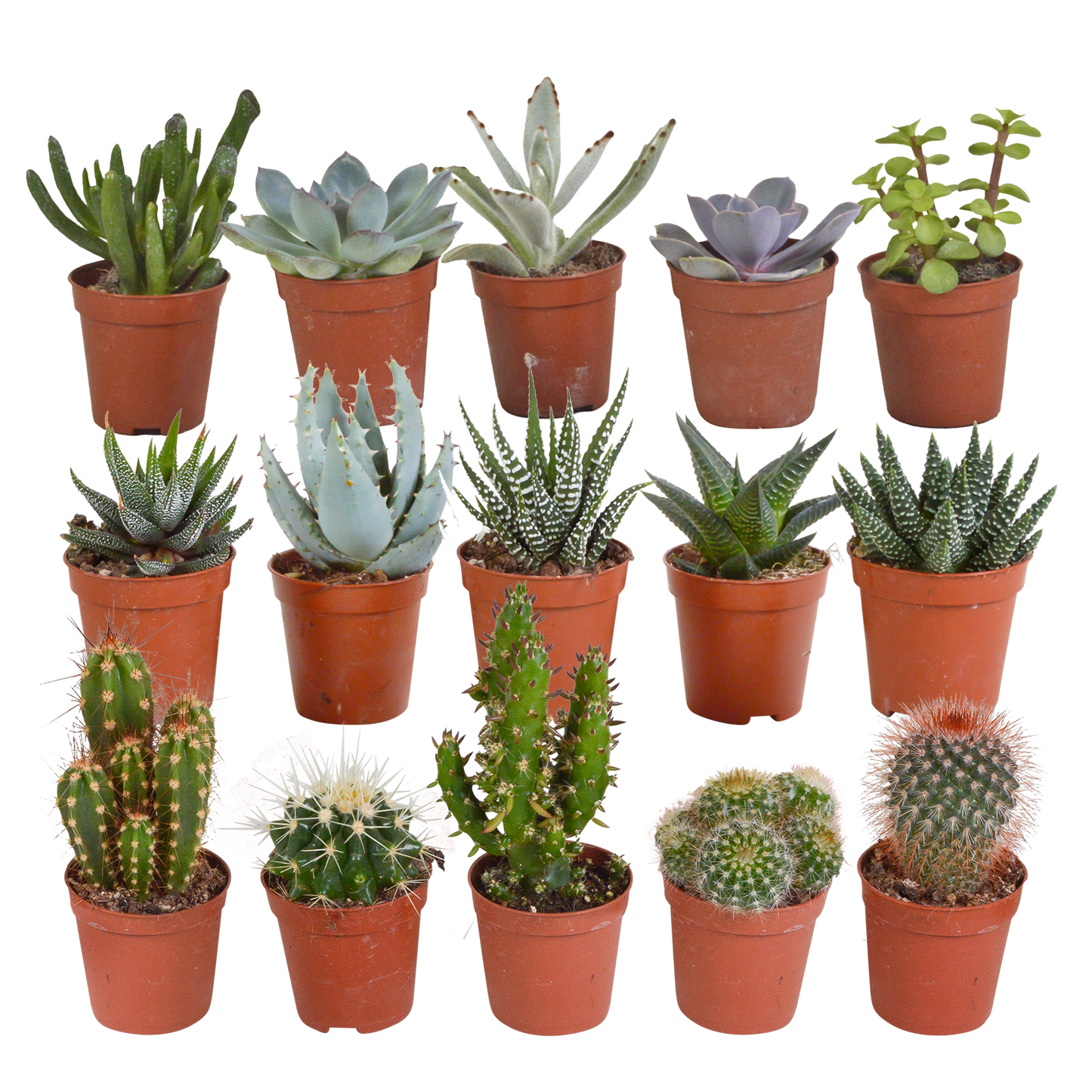 Kakteen & Sukkulenten Mischung 15er Set – Pflegeleicht & Exotisch