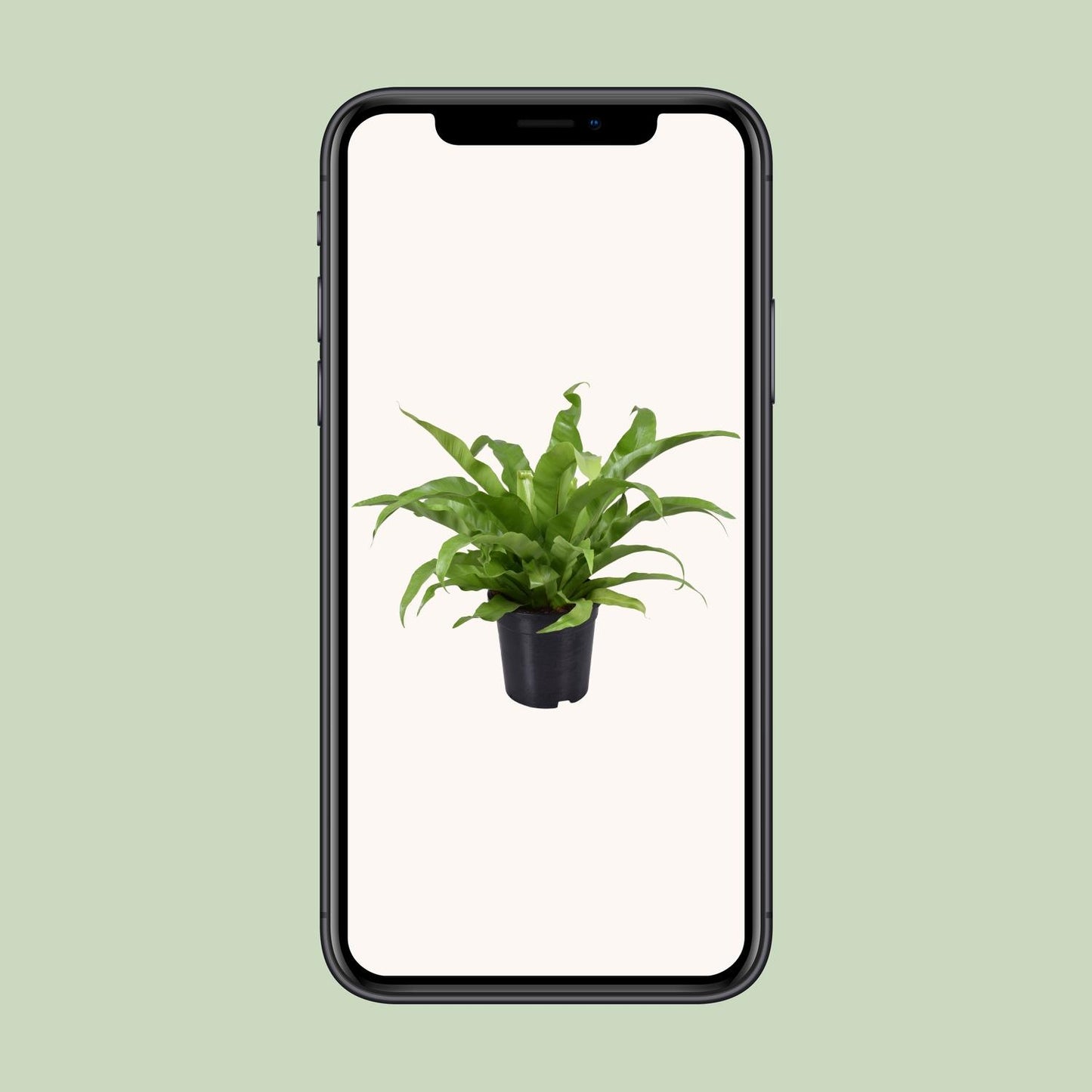 Nestfarn 'Asplenium' – Pflegeleichte Zimmerpflanze 45 cm