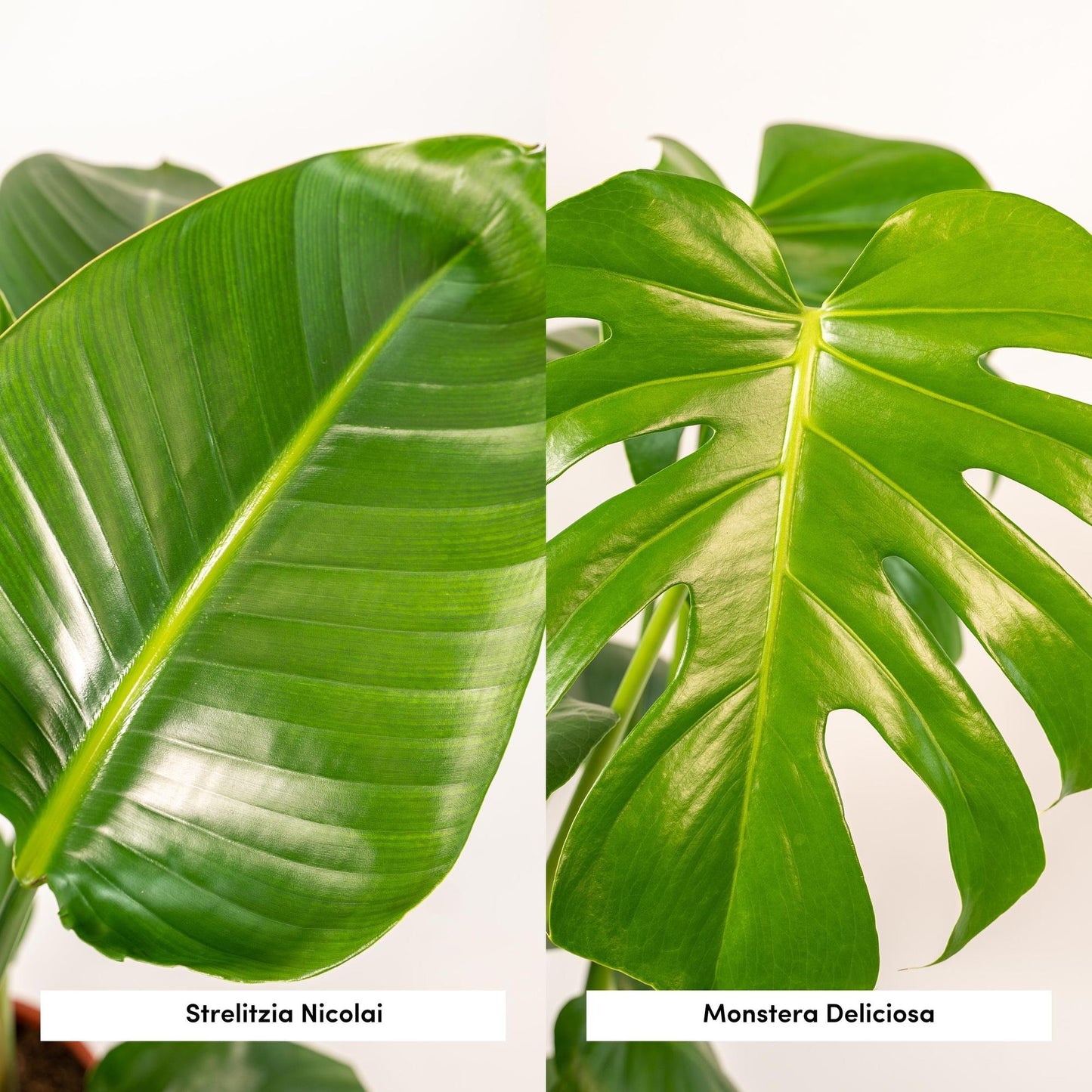 Zimmerpflanzen-Set: Strelitzia Nicolai & Monstera Deliciosa mit Korb