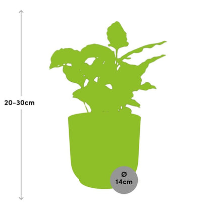 Coffea Arabica Zimmerpflanze im rosa ELHO Vibes Fold 14cm Topf