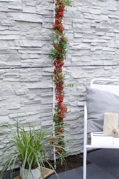 Pyracantha coccinea Red Star – Immergrüner Feuerdorn mit roten Beeren