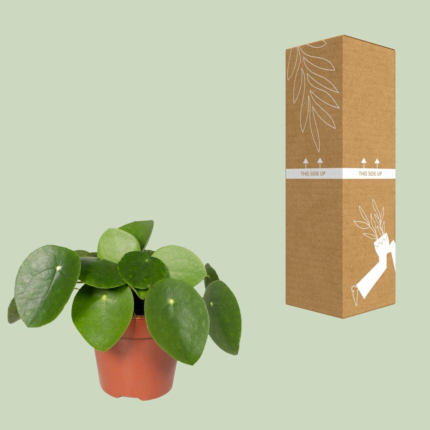 Pilea Peperomioides – Pfannkuchenpflanze Ø12cm, pflegeleicht