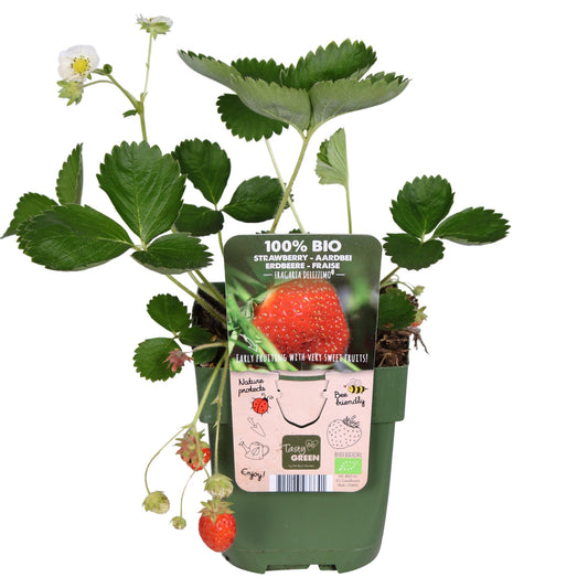 Erdbeere 'Delizzimo' Ø13cm – Bio-Beerenpflanze