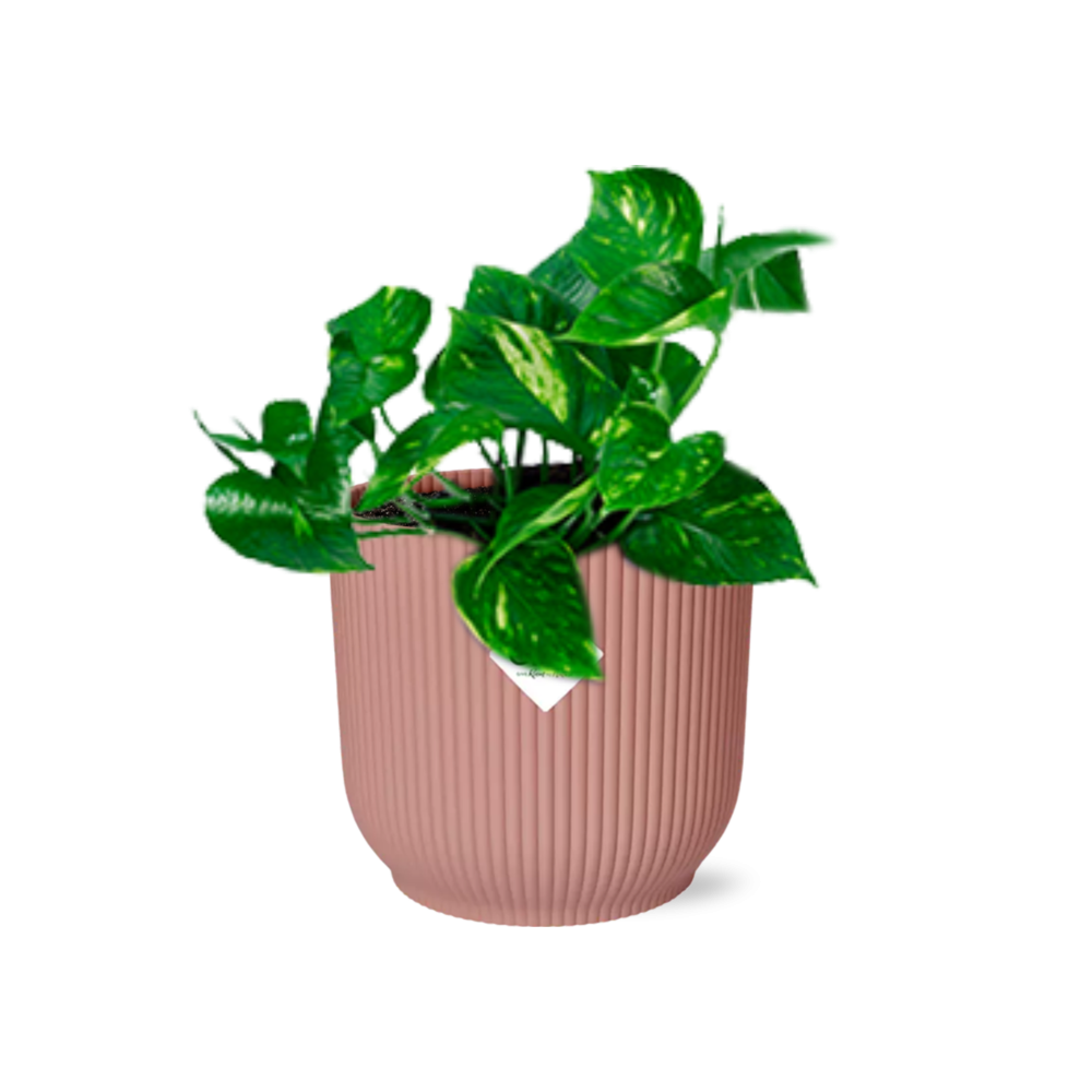 Epipremnum Pinnatum ‘Aureum’ im rosa ELHO Vibes Fold Topf 14cm