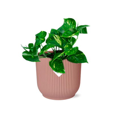 Epipremnum Pinnatum ‘Aureum’ im rosa ELHO Vibes Fold Topf 14cm