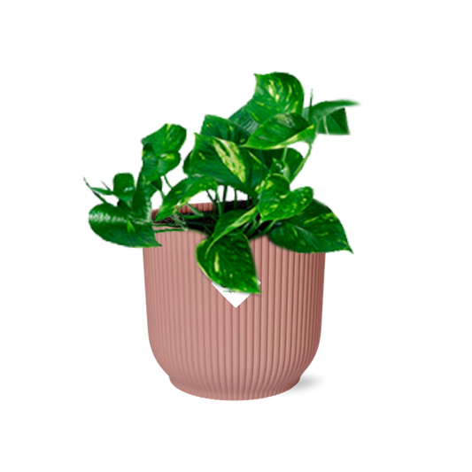 Epipremnum Pinnatum ‘Aureum’ im rosa ELHO Vibes Fold Topf 14cm
