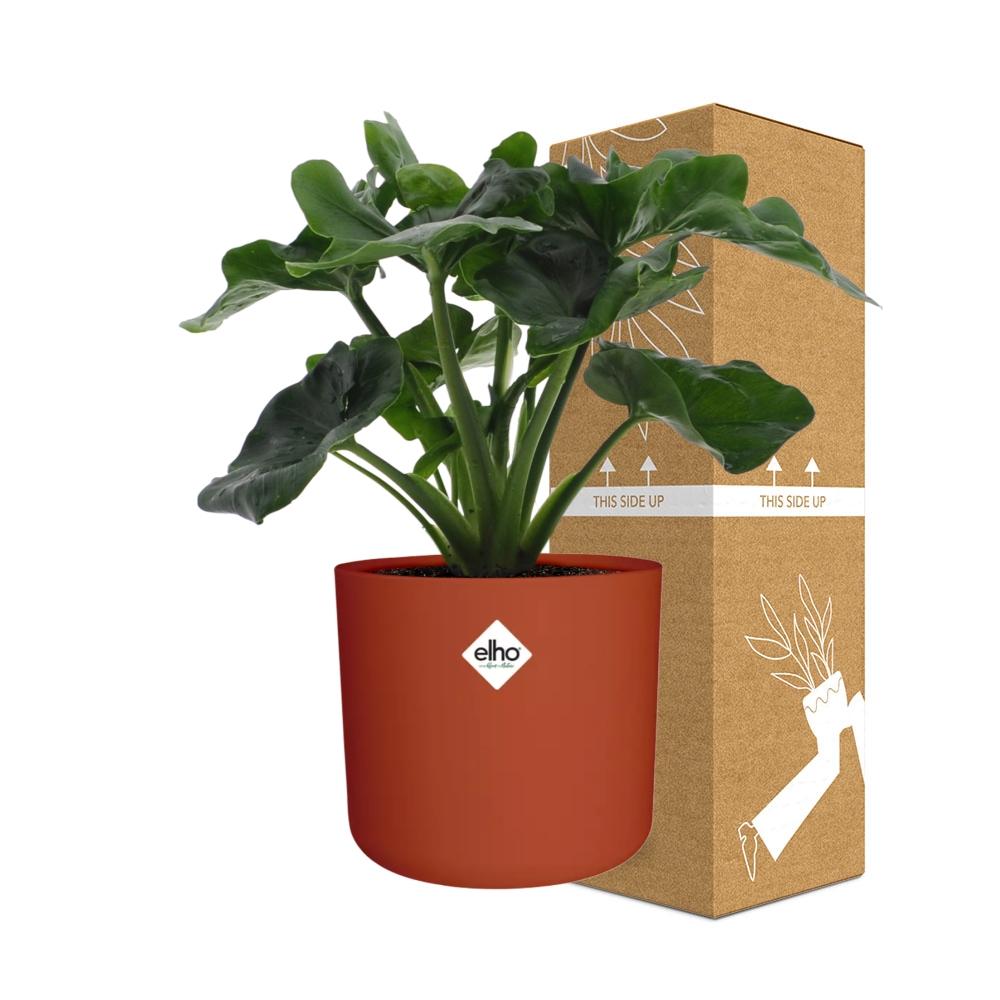 Philodendron Atom – Pflegeleichte tropische Zimmerpflanze 14cm