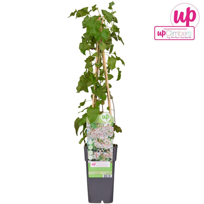 Fallopia baldschuanica – Brautschleier Kletterpflanze Ø15cm, 65cm hoch