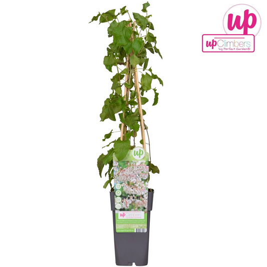 Fallopia baldschuanica – Brautschleier Kletterpflanze Ø15cm, 65cm hoch