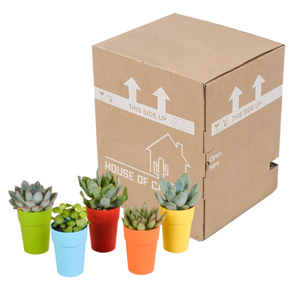 Vetplanten-Mischung 5er Set in farbigem Kunststofftopf