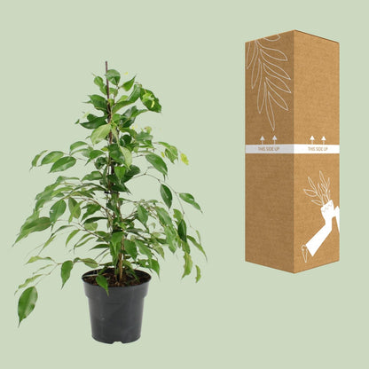 Ficus Benjamina Danita – Pflegeleichte Zimmerpflanze Ø17cm