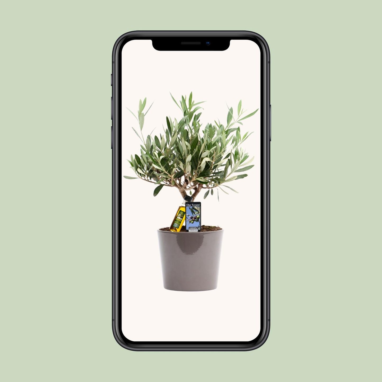 Gewöhnliche Olive Olea europaea Ø16cm, 35cm hoch