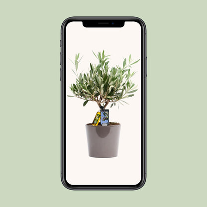 Gewöhnliche Olive Olea europaea Ø16cm, 35cm hoch