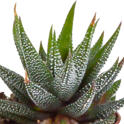 Gasteria & Haworthia Sukkulenten-Mix im Terrakotta-Topf