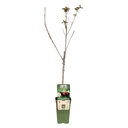 Prunus Avium Regina - Kirsche Ø19cm, Höhe ca. 60cm
