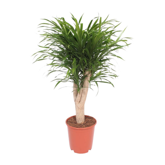 Drachenbaum Anita – Ø24 cm, bis 100 cm, pflegeleicht