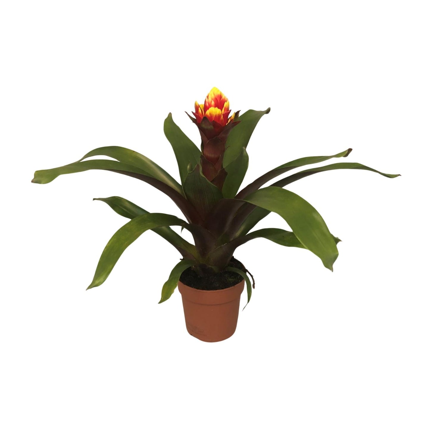 Guzmania Crown – Pflegeleichte Tropische Zimmerpflanze Ø12cm