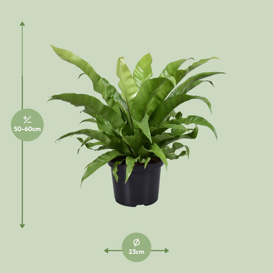 Asplenium Antiquum – Pflegeleichter Nestfarn Ø23cm
