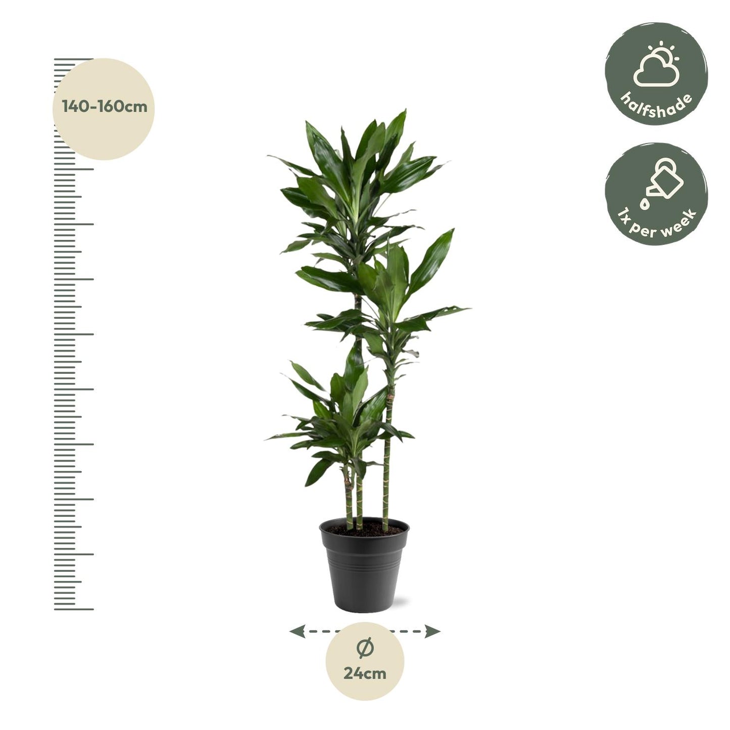 Dracaena Janet Lind – Elegante, pflegeleichte Zimmerpflanze 150-160 cm