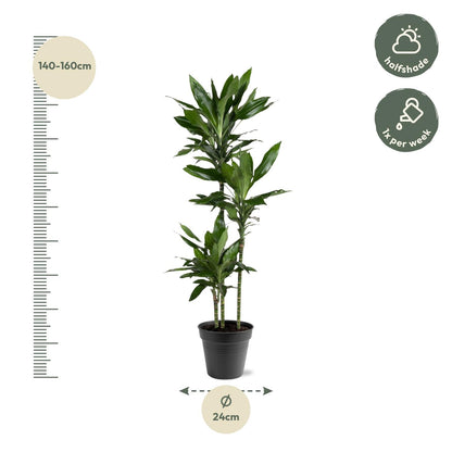 Dracaena Janet Lind – Elegante, pflegeleichte Zimmerpflanze 150-160 cm