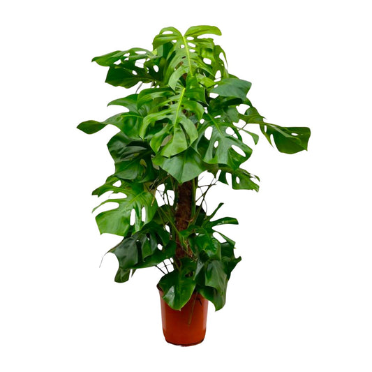 Monstera Deliciosa XXL – Tropische Zimmerpflanze 150 cm
