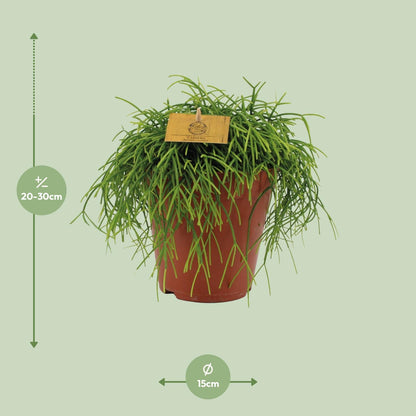 Rhipsalis Cashero – Pflegeleichte und luftreinigende Zimmerpflanze Ø15cm