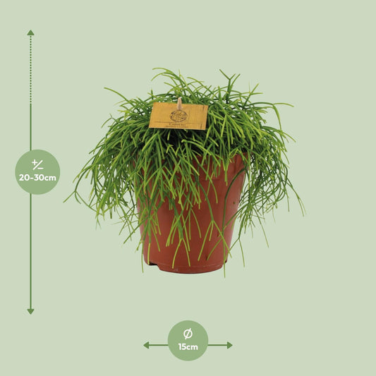 Rhipsalis Cashero – Pflegeleichte und luftreinigende Zimmerpflanze Ø15cm