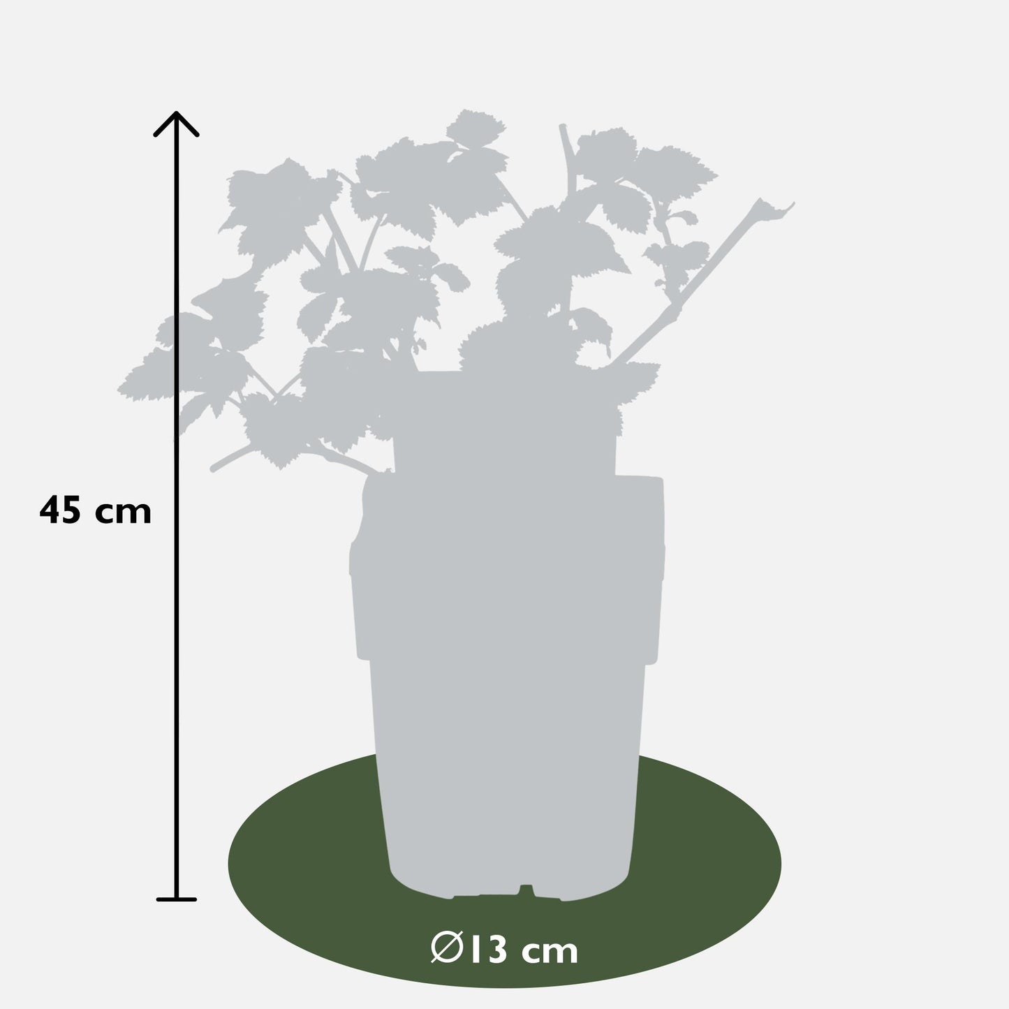 Rubus Lochness – Bio-Brombeere Ø13cm, 45cm hoch