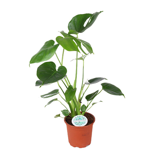 Monstera Deliciosa – Tropische, pflegeleichte Zimmerpflanze Ø14cm