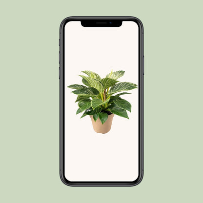 Philodendron Birkin – pflegeleichte Zimmerpflanze Ø15cm