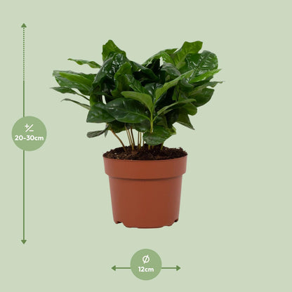 Coffea Arabica – Pflegeleichte Kaffeepflanze im 12 cm Topf