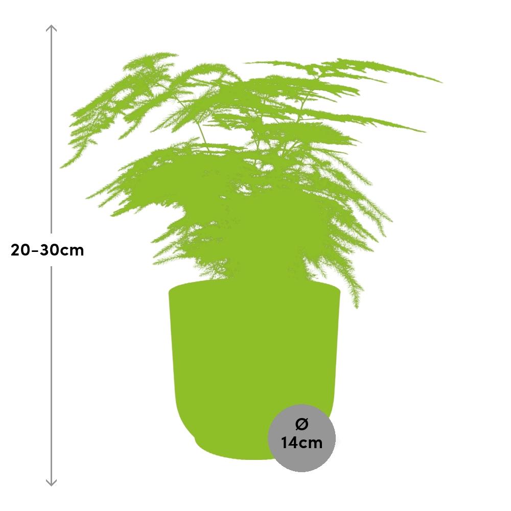 Asparagus Setaceus ‘Plumosus’ – Pflegespargelfarn im ELHO Vibes Fold Topf