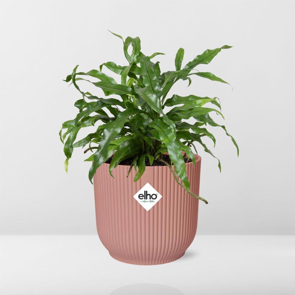 Microsorum Diversifolium – Kängurufarn in ELHO Vibes Fold 14cm rosa