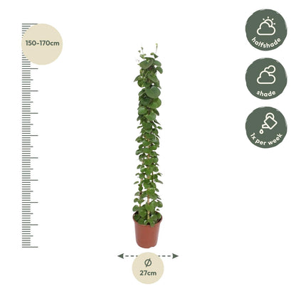Cissus rotundifolia Pyramide – 160 cm, ø27 cm, pflegeleicht