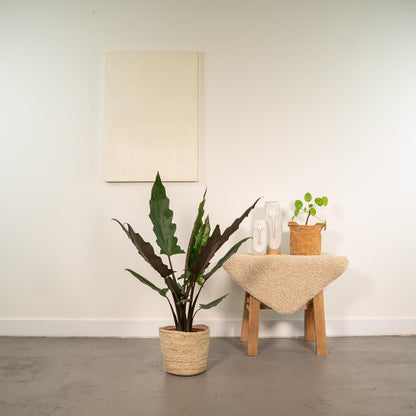 Alocasia Lauterbachiana Ø19cm mit Korb Selin – Luftreinigendes Elefantenohr