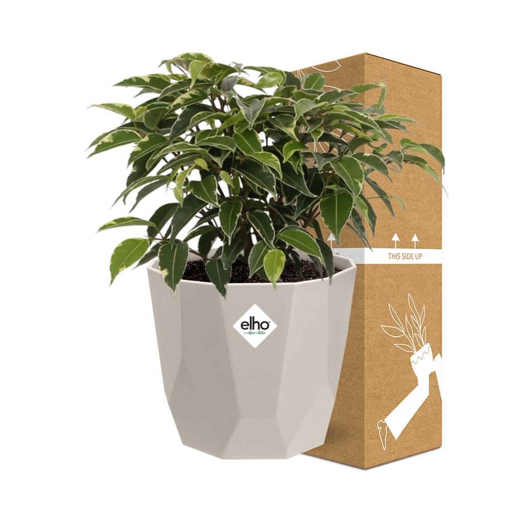 Ficus Benjamina Kinky – Pflegeleichte Zimmerpflanze im ELHO Topf
