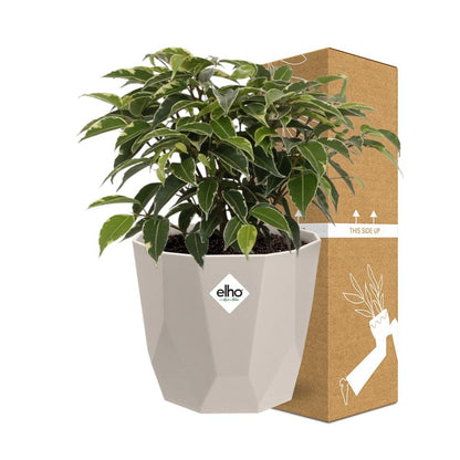 Ficus Benjamina Kinky – Pflegeleichte Zimmerpflanze im ELHO Topf