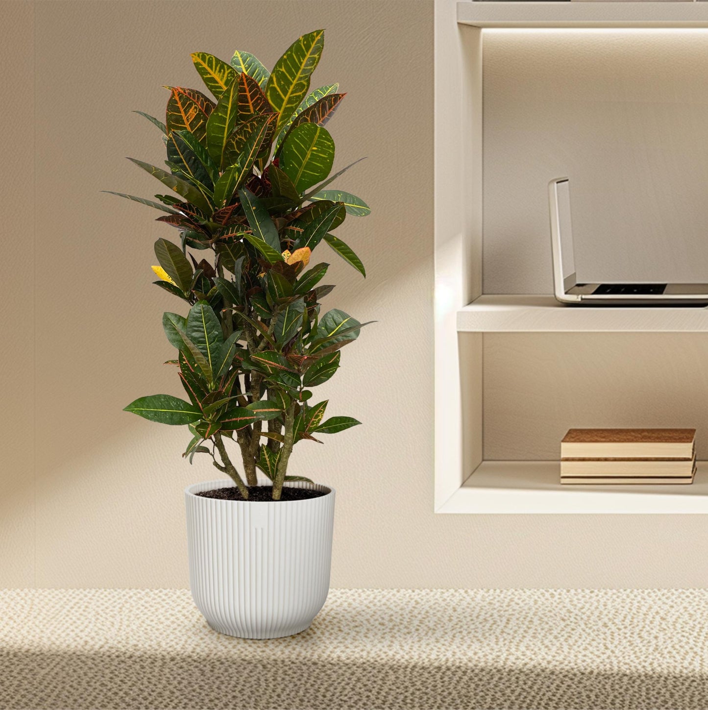 Codiaeum Petra vertakt – farbenfroher Croton 100 cm