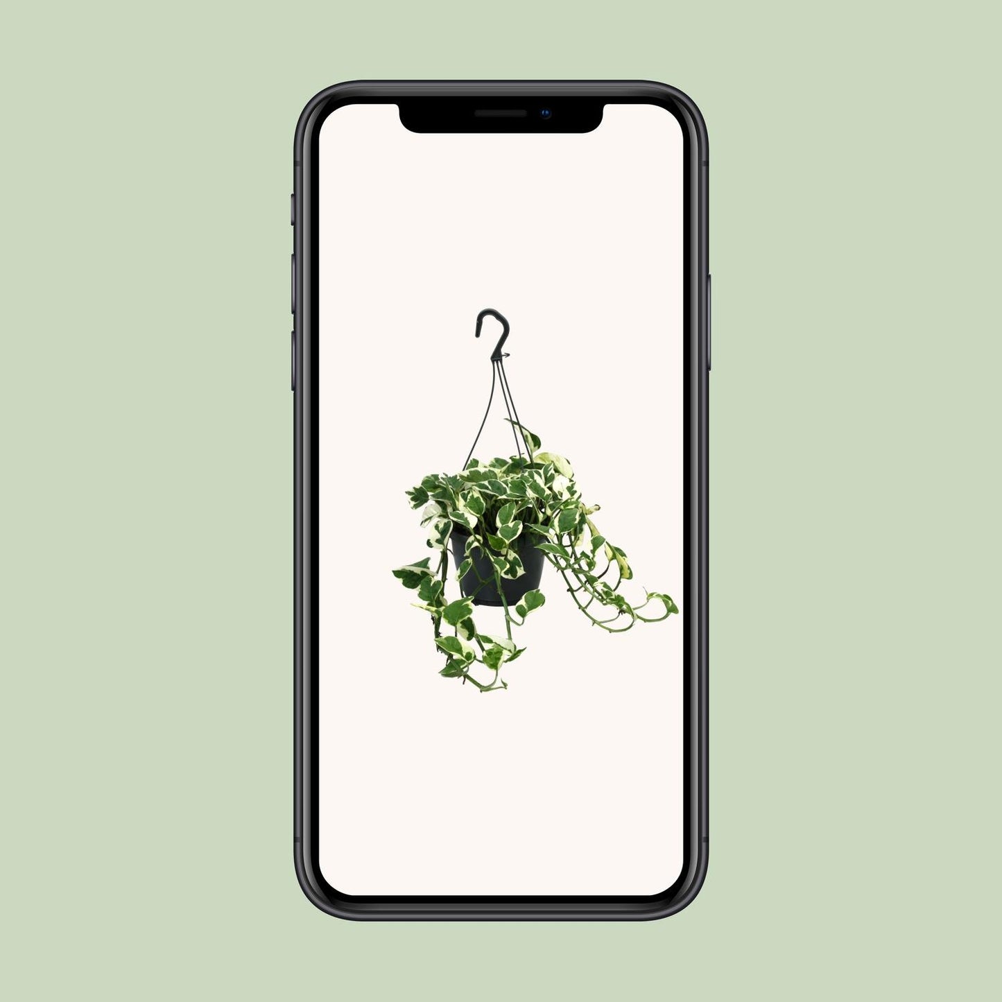 Scindapsus N’Joy – Pflegeleichte Zimmerpflanze Ø15cm