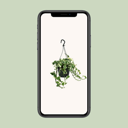 Scindapsus N’Joy – Pflegeleichte Zimmerpflanze Ø15cm
