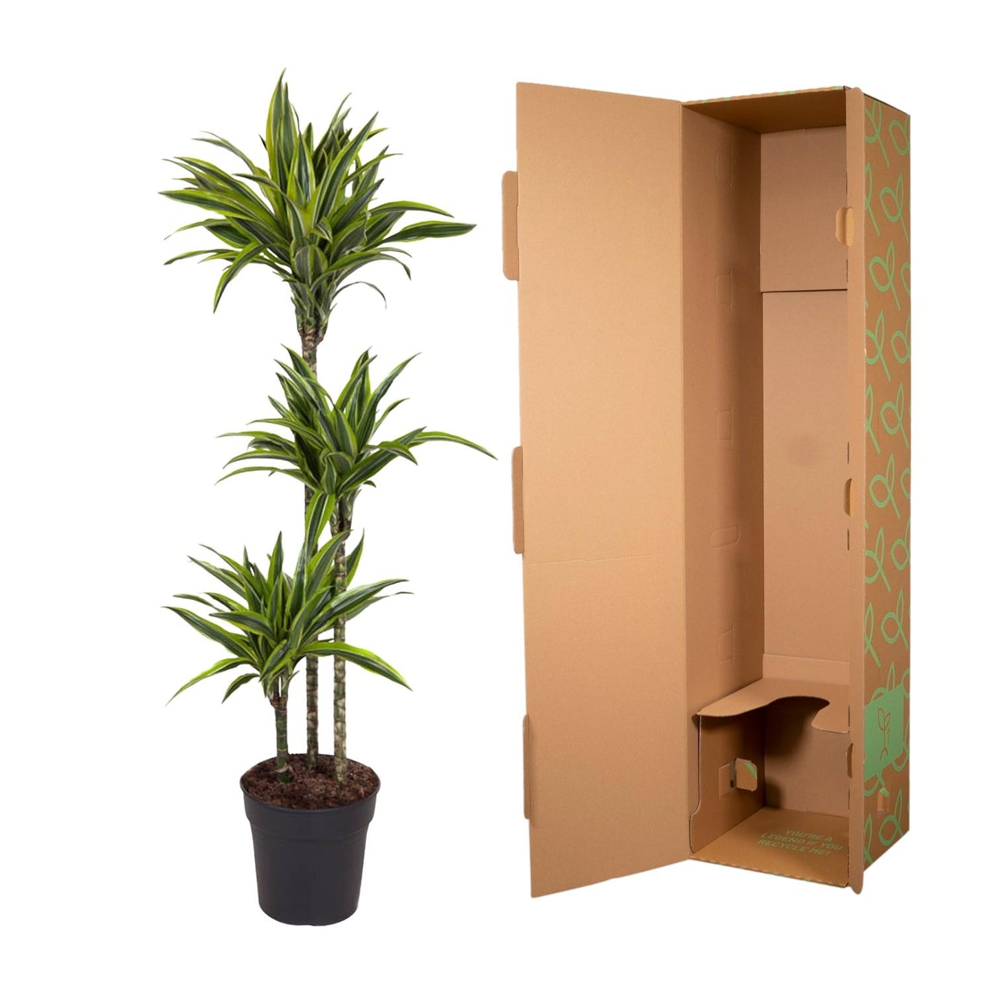 Dracaena Lemon Lime – Pflegeleichte Zimmerpflanze 130 cm