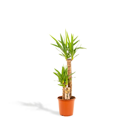 Yucca – Robuste & Pflegeleichte Palmlilie, Ø21cm, 100cm Höhe