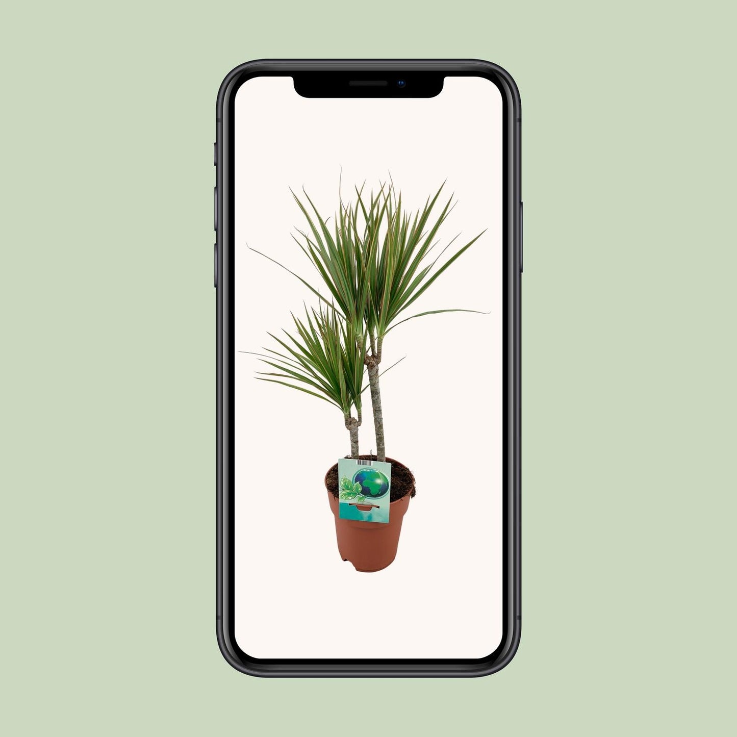 Dracaena Marginata Bicolor – Pflegeleichter Drachenbaum Ø19cm